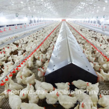Automatic Poultry Farm Equipment for Breeder Chicken